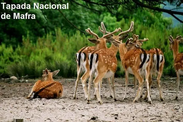 Guest house Mafra Guest House 3*